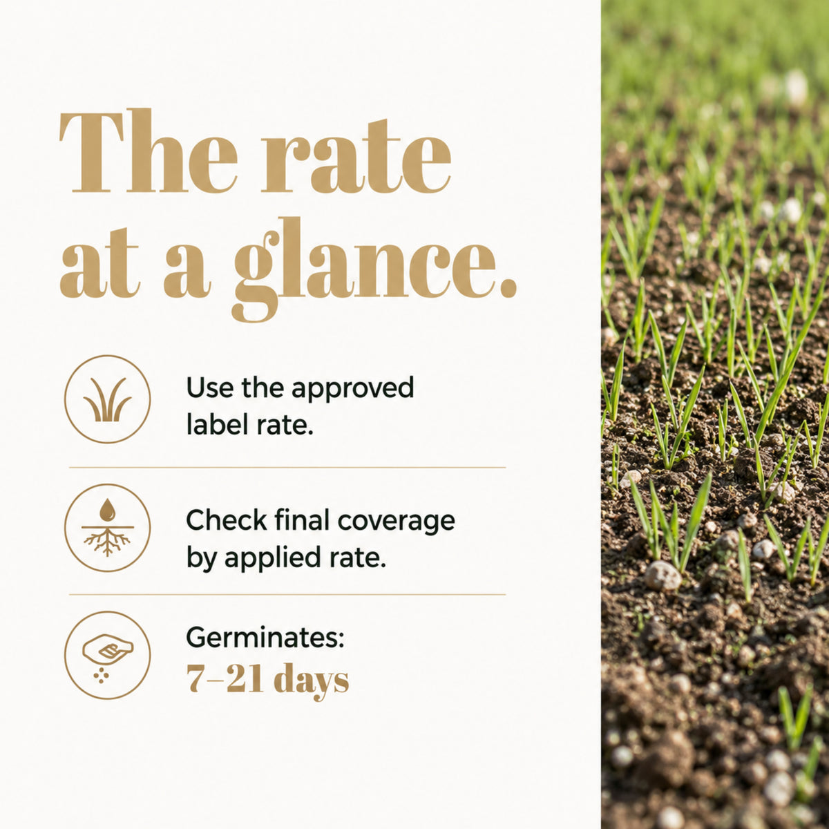 Wicked Tuff Turf Sandy Soil Lawn Seed Mix