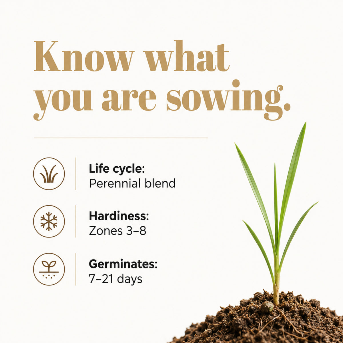 Wicked Tuff Turf Sandy Soil Lawn Seed Mix