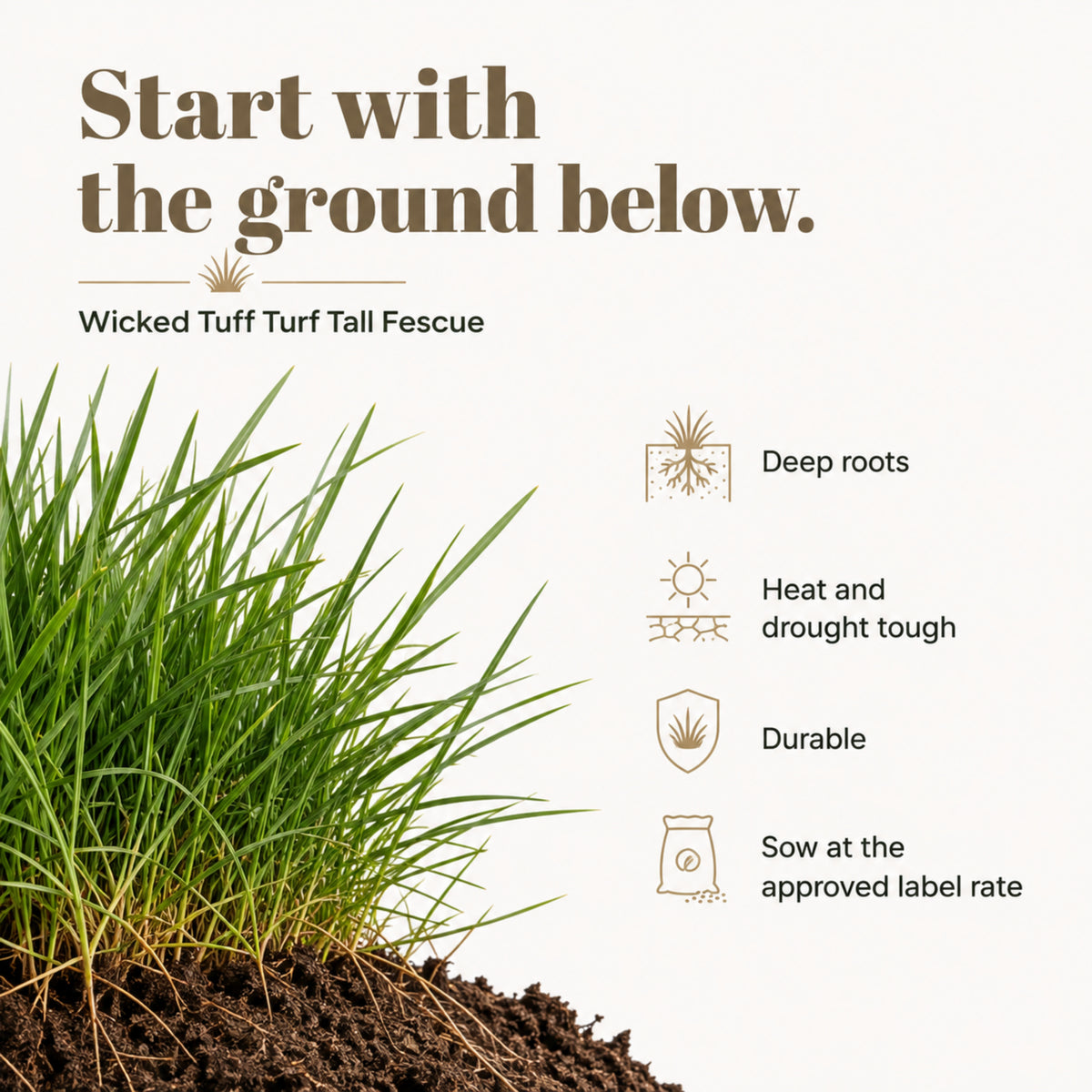 Wicked Tuff Turf Tall Fescue Seed
