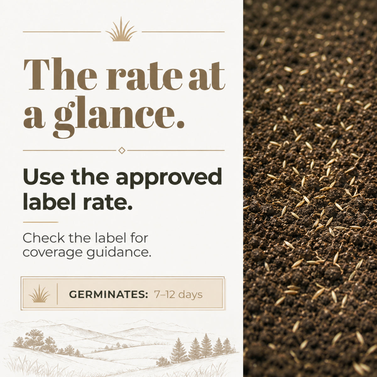 Wicked Tuff Turf Tall Fescue Seed