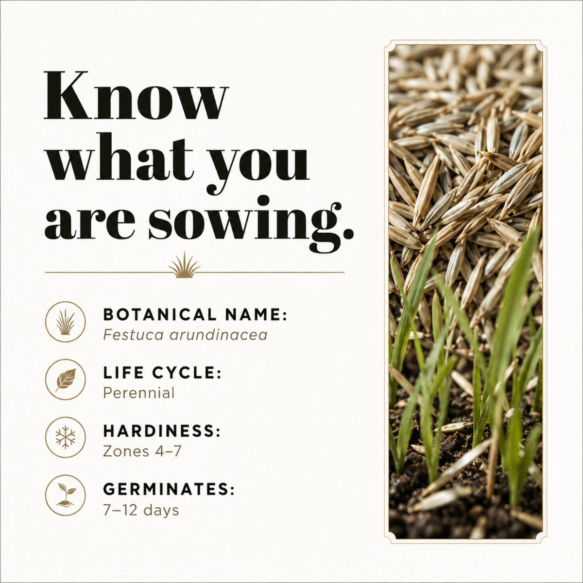 Wicked Tuff Turf Tall Fescue Seed