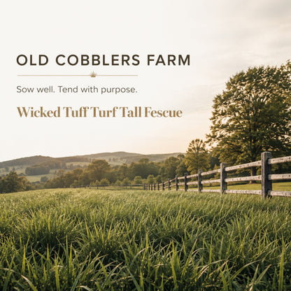 Wicked Tuff Turf Tall Fescue Seed