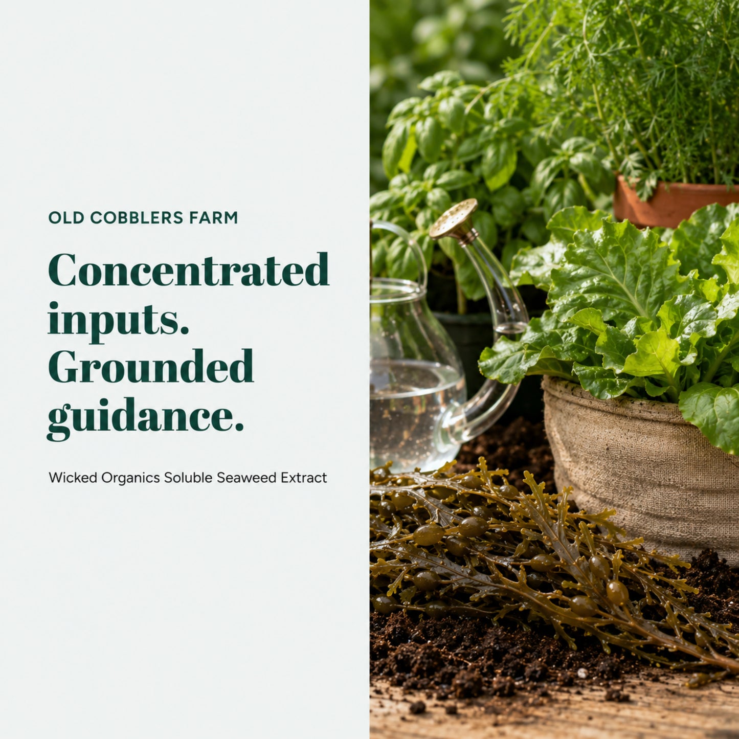 Wicked Organics Thick Skin Fertilizer