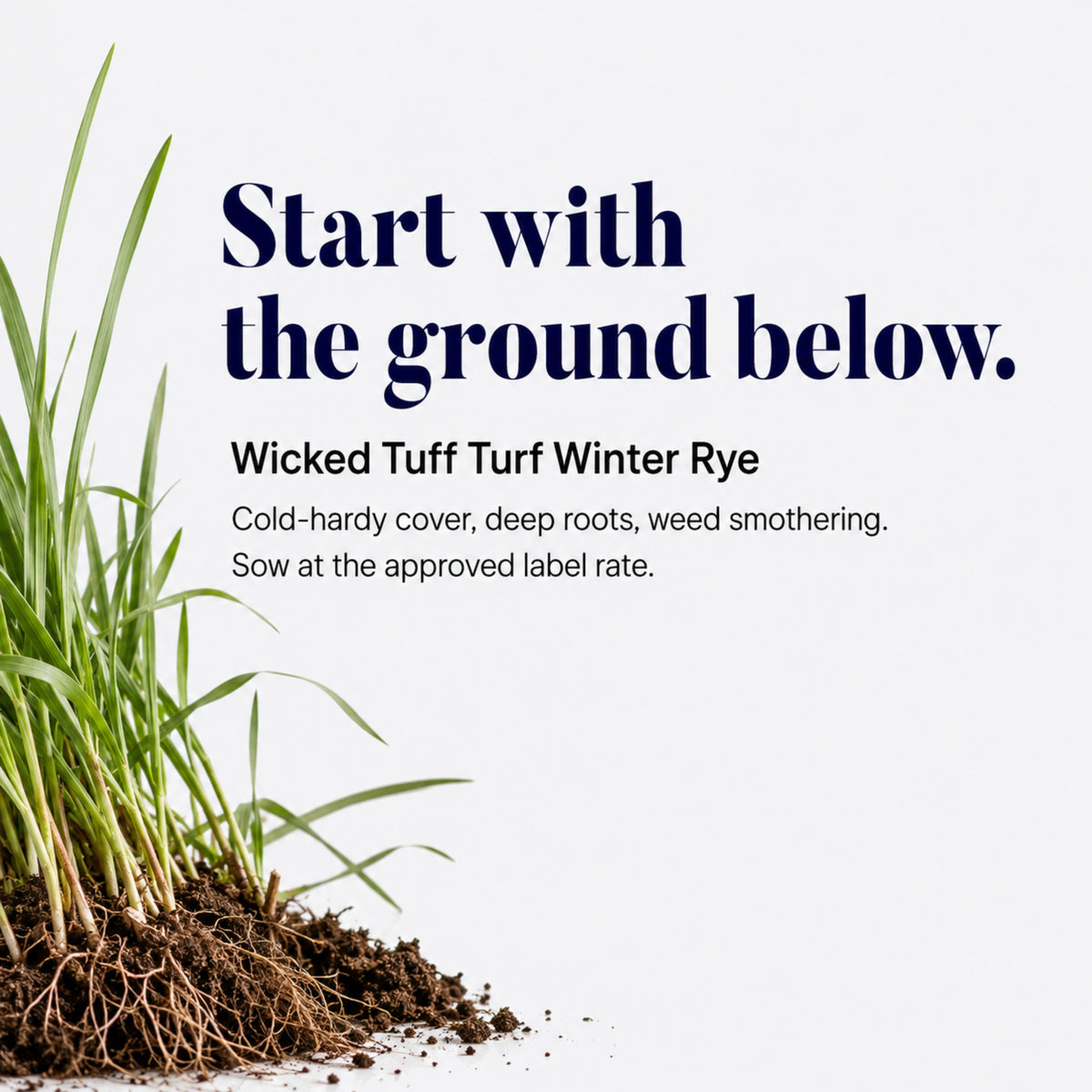 Wicked Tuff Turf Winter Rye Grass Seed