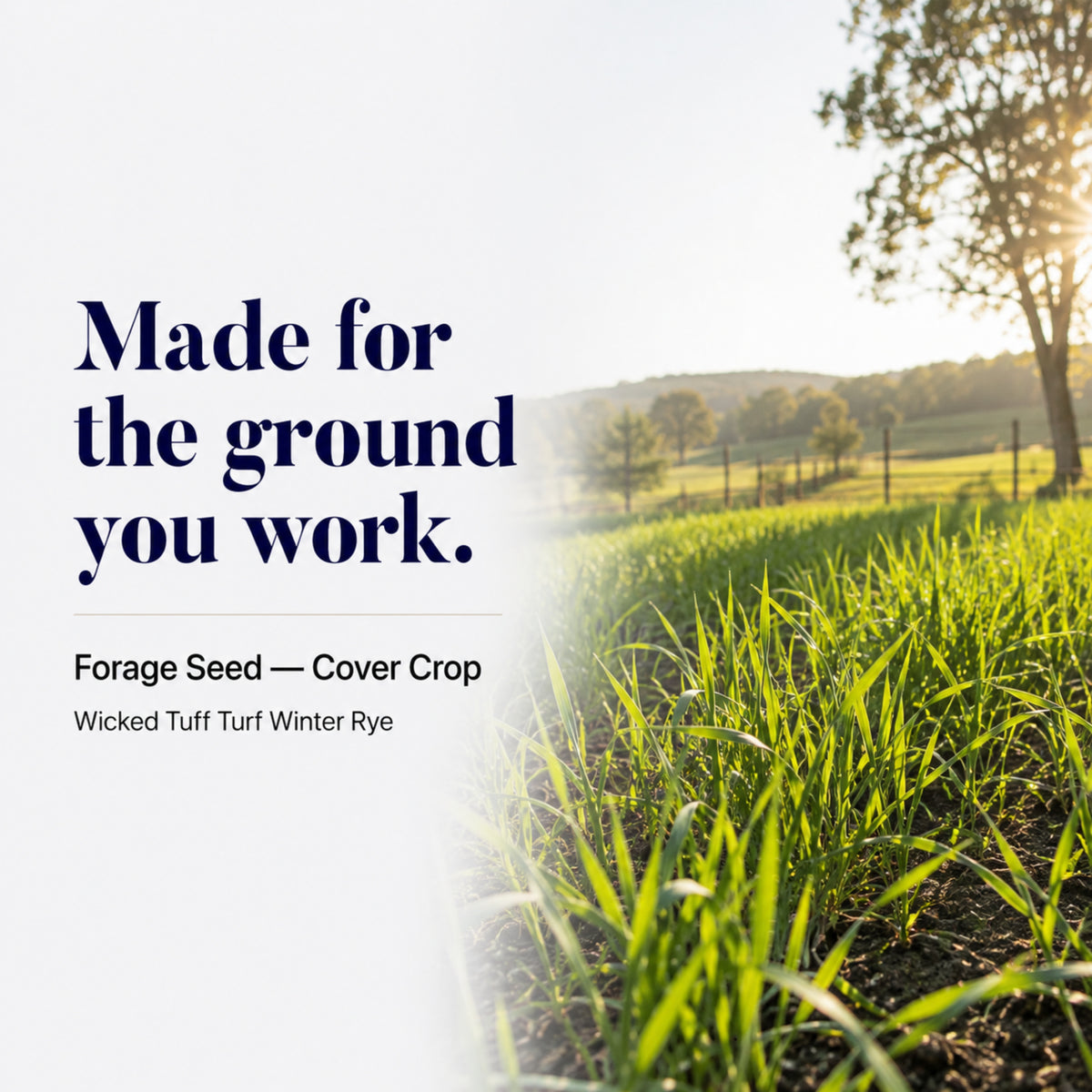 Wicked Tuff Turf Winter Rye Grass Seed