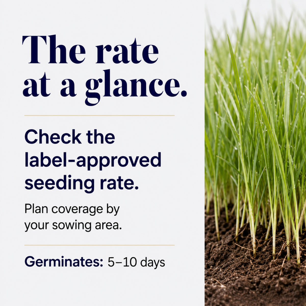 Wicked Tuff Turf Winter Rye Grass Seed