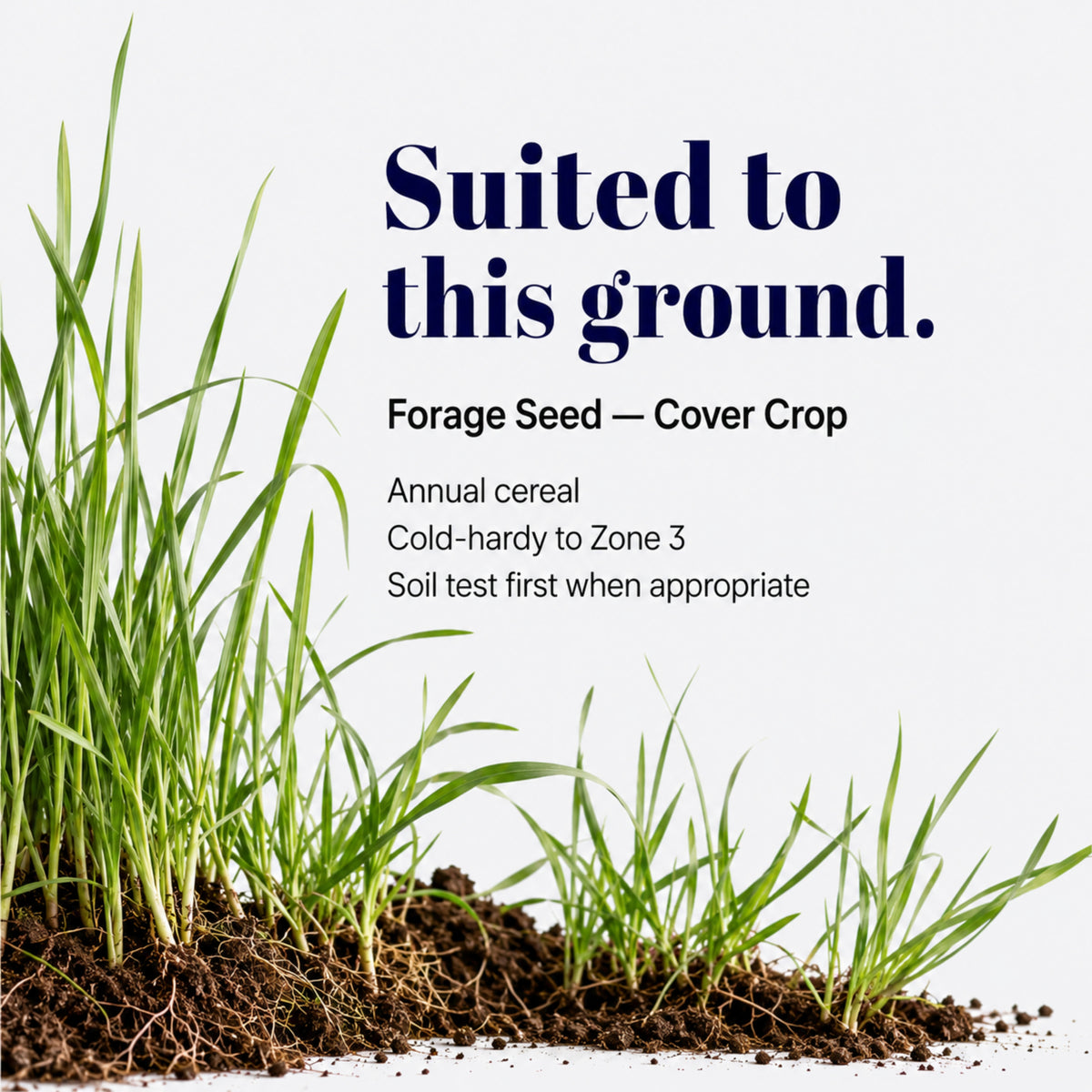 Wicked Tuff Turf Winter Rye Grass Seed