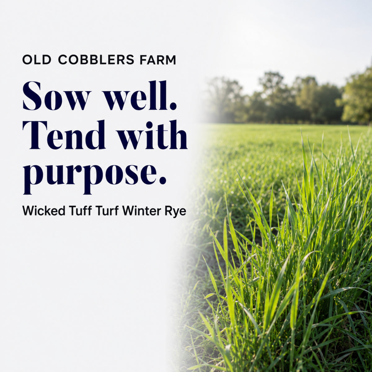 Wicked Tuff Turf Winter Rye Grass Seed